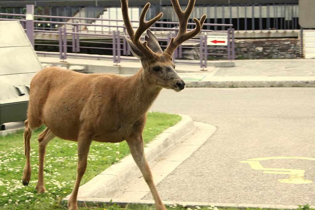 The Best Guide for Visiting Banff in September