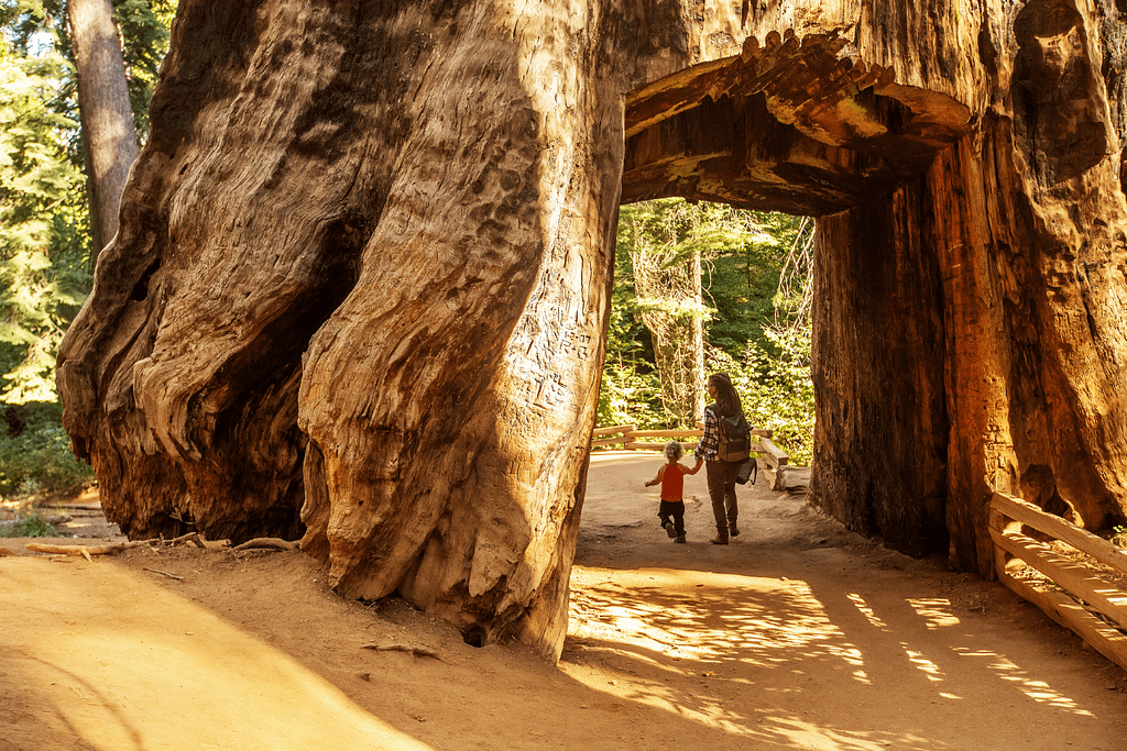 Driving Trip from Yosemite National Park to San Francisco