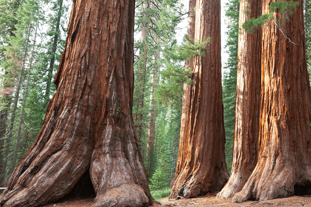 las vegas to yosemite national park road trip