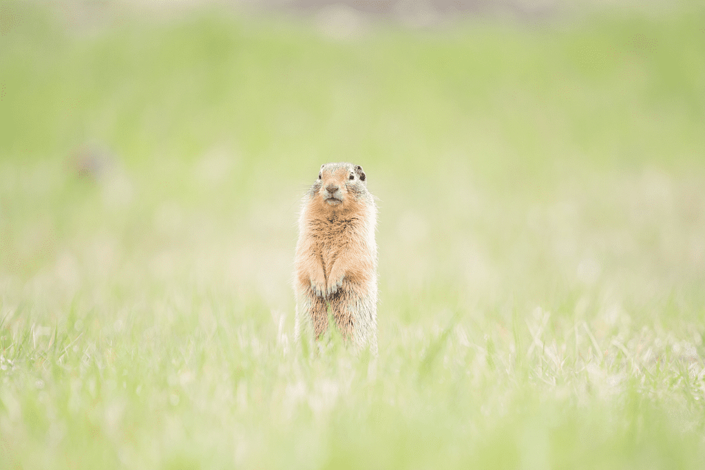 where to see wildlife in banff