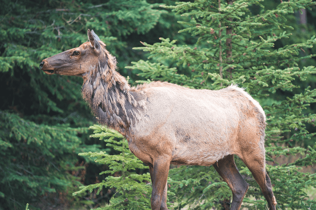 where to see wildlife in banff