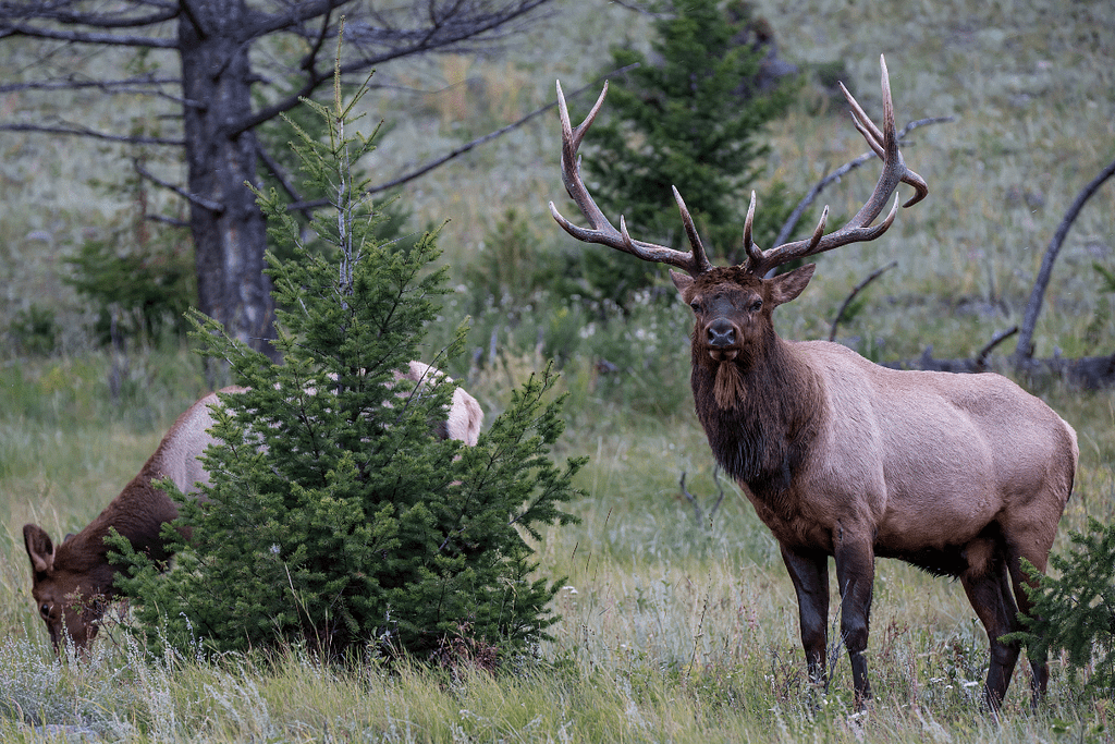 where to see wildlife in banff