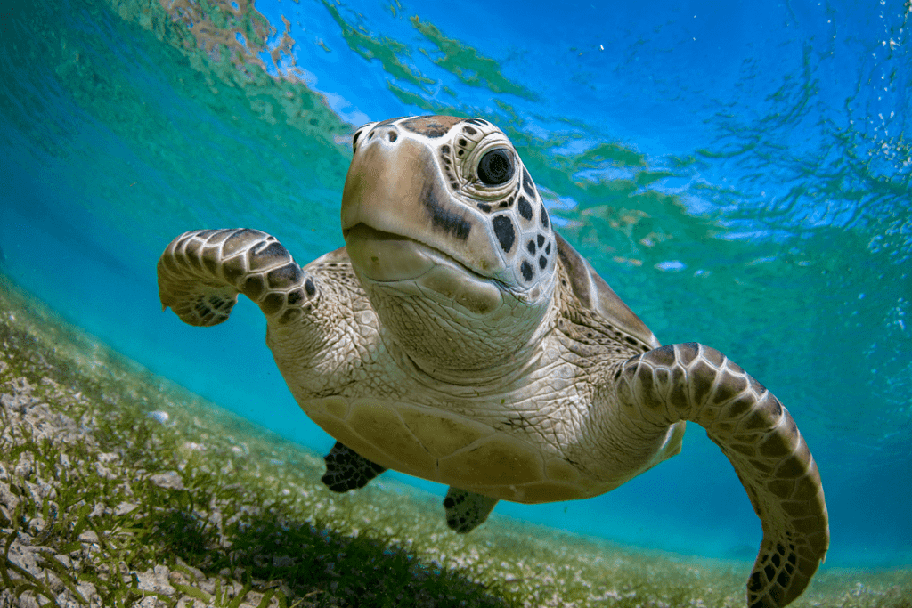 how does snorkeling work