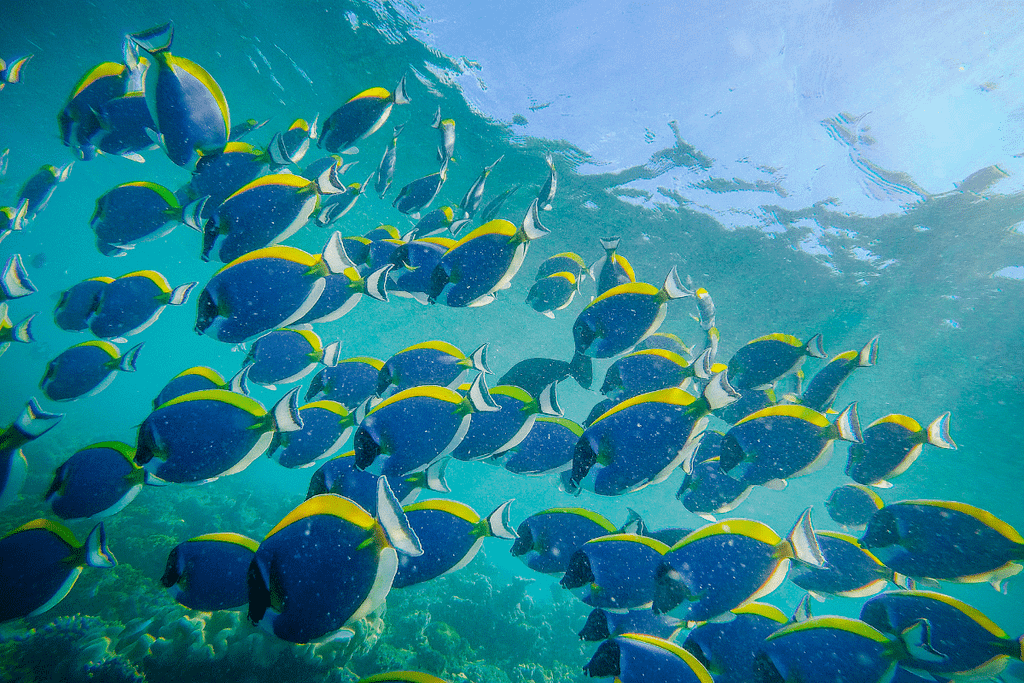 how does snorkeling work